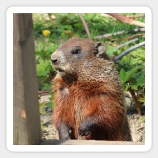 Woodchuck Checking out the Place Sticker